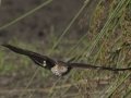7 Cooper's Hawk