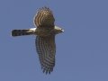 Cooper's Hawk