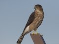 Cooper's Hawk
