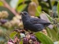 Peg-billed Finch - Paraiso Quetzal Lodge - Km 70 - San Jose - Costa Rica, March 8, 2023