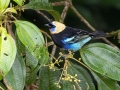 Golden-hooded Tanager - Reserva El Copal (Tausito) - Cartago - CR, March 6, 2023