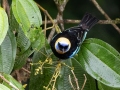 Golden-hooded Tanager - Reserva El Copal (Tausito) - Cartago - CR, March 6, 2023