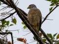 Roadside Hawk - Río Tuis ZP--near Rancho Naturalista, Cartago, Costa Rica, March 5, 2023