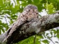 Great Potoo - Donde Cope- La Unión de Guápiles, Limón, Costa Rica, March 4, 2023
