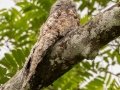 Great Potoo - Donde Cope- La Unión de Guápiles, Limón, Costa Rica, March 4, 2023