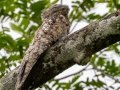 Great Potoo - Donde Cope- La Unión de Guápiles, Limón, Costa Rica, March 4, 2023