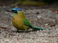 Lesson's Motmot - Rancho Naturalista - Cartago - CR, March 7, 2023