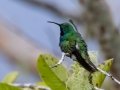 Green-breasted Mango - Rancho Naturalista, Cartago, Costa Rica, March 4, 2023