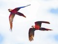 Scarlet Macaws - Rio Rincón Bridge and Environs - Puntarenas - Costa Rica, March 13, 2023