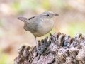 House Wren - San Isidro de PZ--oficinas MINAE - San Jose - Costa Rica, March 10, 2023