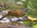 Gray-headed Chachalaca - Rancho Naturalista, Cartago, Costa Rica, March 5, 2023