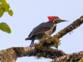 Lineated Woodpecker - Esquinas Rainforest Lodge - Puntarenas - Costa Rica, March 13, 2023