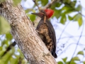 Lineated Woodpecker - Esquinas Rainforest Lodge - Puntarenas - Costa Rica, March 13, 2023