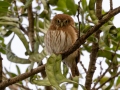 Ferruginous Pygmy-Owl - Hotel Robledal, Alajuela, Costa Rica, March 3, 2023