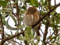 Ferruginous Pygmy-Owl - Hotel Robledal, Alajuela, Costa Rica, March 3, 2023
