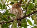 Ferruginous Pygmy-Owl - Hotel Robledal, Alajuela, Costa Rica, March 3, 2023