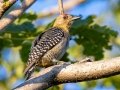 Hoffmann's Woodpecker - Hotel Robledal, Alajuela, Costa Rica, March 4, 2023