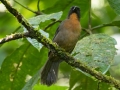 Black-cheeked Ant-Tanager - Esquinas Rainforest Lodge, Puntarenas, Costa Rica, March 15, 2023