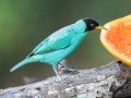 Green Honeycreeper - Los Cusingos - San Jose - Costa Rica, March 12, 2023