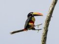 Fiery-billed Aracari - Los Cusingos - San Jose - Costa Rica, March 12, 2023