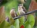 Rufous-naped Wrens - La Ceiba de Orotina - Alajuela - Costa Rica, March 14, 2023