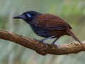 Chestnut-backed Antbird - Los Cusingos - San Jose - Costa Rica, March 12, 2023