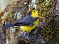 Collared Redstart - Batsú Gardens - Savegre - San Jose - Costa Rica, March 9, 2023