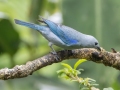Blue-gray Tanager - Rancho Naturalista - Cartago - CR, March 5, 2023