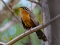 Lesser Ground-Cuckoo - La Ceiba de Orotina - Alajuela - Costa Rica, March 14, 2023