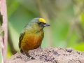 Olive-backed Euphonia - Rancho Naturalista - Cartago - CR, March 5, 2023