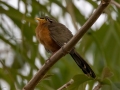 Lesser Ground-Cuckoo - La Ceiba de Orotina - Alajuela - Costa Rica, March 14, 2023