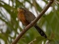 Lesser Ground-Cuckoo - La Ceiba de Orotina - Alajuela - Costa Rica, March 14, 2023