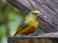 Olive-backed Euphonia - Rancho Naturalista - Cartago - CR, March 5, 2023