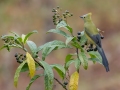 Long-tailed Silky Flycatcher - La Trinidad (Quetzal Farm) - Cartago - CR - AM, March 8, 2023
