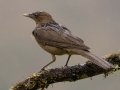 Clay-colored Thrush - Batsú Gardens, Savegre, San José, Costa Rica, March 9, 2023