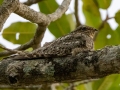 Lesser Nighthawk - La Ceiba de Orotina - Alajuela - Costa Rica, March 14, 2023