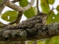 Lesser Nighthawk - La Ceiba de Orotina - Alajuela - Costa Rica, March 14, 2023