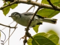White-browed Gnatcatcher - Los Cusingos - San Jose - Costa Rica, March 12, 2023
