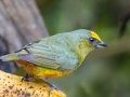Olive-backed Euphonia - Rancho Naturalista - Cartago - CR, March 5, 2023