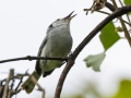 White-browed Gnatcatcher - Los Cusingos - San Jose - Costa Rica, March 12, 2023