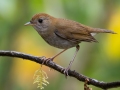 Ruddy-capped Nightingale Thrush - Batsú Gardens, Savegre, San José, Costa Rica, March 9, 2023