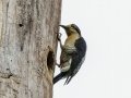 Golden-napped Woodpecker - Los Cusingos - San Jose - Costa Rica, March 12, 2023