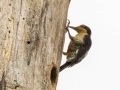 Golden-napped Woodpecker - Los Cusingos - San Jose - Costa Rica, March 12, 2023