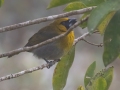 Black-faced Grosbeak- Reserva El Copal - Tausito - Cartago - Costa Rica, March 6, 2023