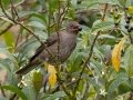 Mountain Thrush - La Trinidad (Quetzal Farm) - Cartago - CR - AM, March 8, 2023