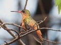 Cinnamon Hummingbird - Hotel Robledal, Alajuela, Costa Rica, March 15, 2023
