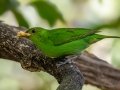 Green Honeycreeper - Donde Cope- La Unión de Guápiles - Limón - CR, March 4, 2023