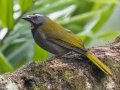 Buff-throated Saltator - Rancho Naturalista - Cartago - CR, March 5, 2023