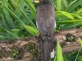 Brown Jay - Rancho Naturalista - Cartago - CR, March 5, 2023