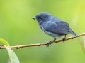 Slaty Flowerpiercer - Batsú Gardens, Savegre, San José, Costa Rica, March 9, 2023